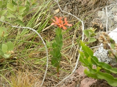 Mandevilla coccinea