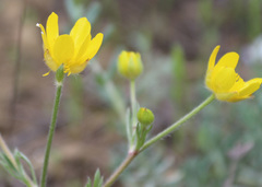 Ranunculus cicutarius