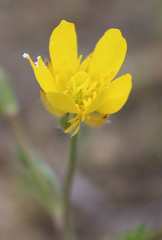 Ranunculus cicutarius