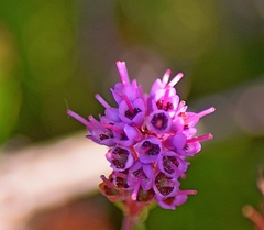 Erica spiculifolia