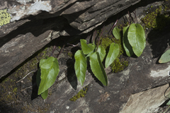 Campanula sarmatica woronowii