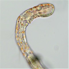 Aeolosoma hemprichi