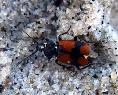 Panagaeus cruxmajor