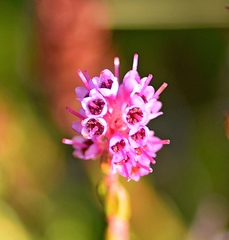 Erica spiculifolia