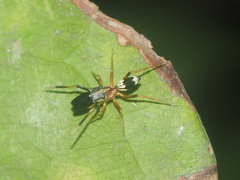 Emertonius exasperans