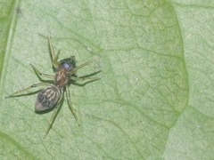 Emertonius exasperans