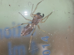 Emertonius exasperans