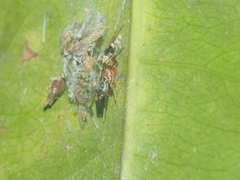 Emertonius exasperans