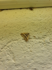 Chiasmia subcurvaria