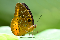 Lexias panopus