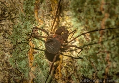 Bogania neogranulata