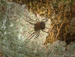 Bogania neogranulata