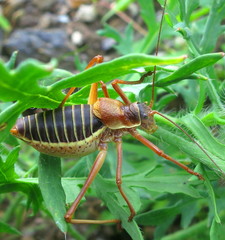 Ephippiger diurnus cunii