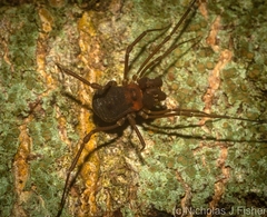 Bogania neogranulata