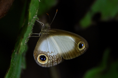 Acrophtalmia yamashitai