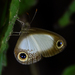 Negros Pale Ringlet - Photo (c) Chris Chafer, some rights reserved (CC BY-NC), uploaded by Chris Chafer