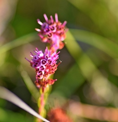 Erica spiculifolia