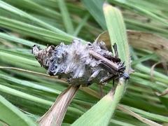 Phalacropterix bruandi