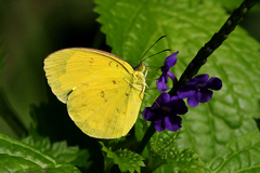 Eurema alitha