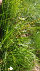 Alepidea