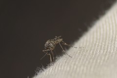 Aedes vigilax