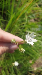 Alepidea