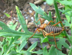 Ephippiger diurnus cunii