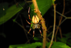 Araneus venatrix