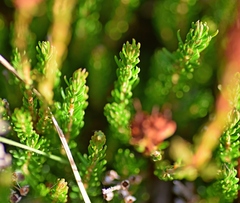 Erica spiculifolia