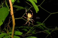 Araneus venatrix