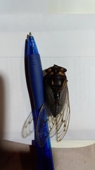 Macrotristria angularis