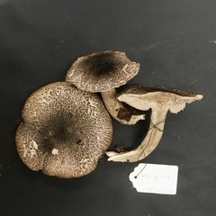 Tricholoma squarrulosum