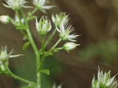 Sedum cepaea