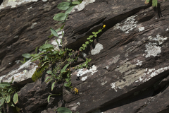 Hypericum nummularioides