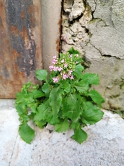 Centranthus macrosiphon