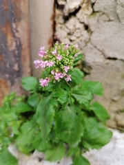 Centranthus macrosiphon