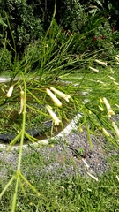 Russelia equisetiformis