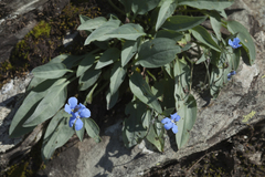 Omphalodes rupestris lojkae