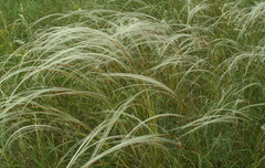Stipa dasyphylla
