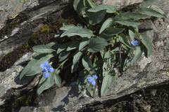 Omphalodes rupestris lojkae