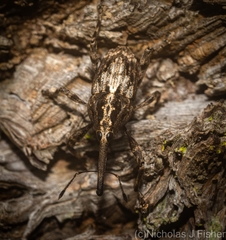 Ilacuris laticollis