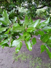 Quercus ilex