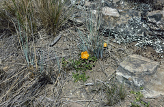 Philibertia lysimachioides