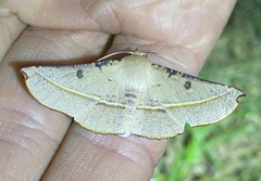 Oenochroma pallida