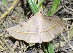 Oenochroma pallida