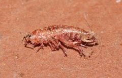 Arcitalitrus sylvaticus