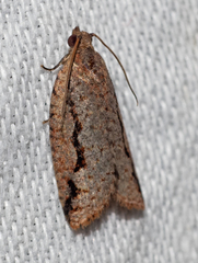 Meritastis