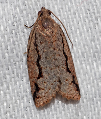 Meritastis