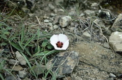 Pavonia glechomoides