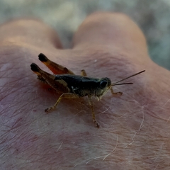 Phaulacridium vittatum